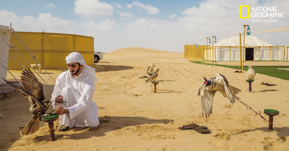 เหยี่ยวปีกแหลม