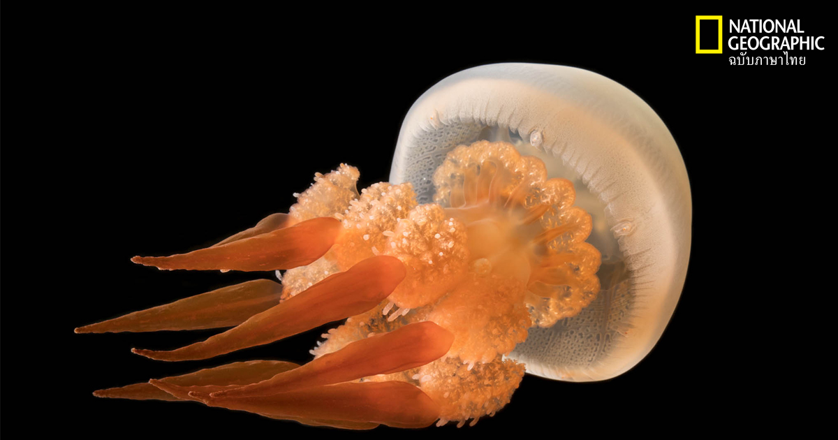 แมงกะพรุน