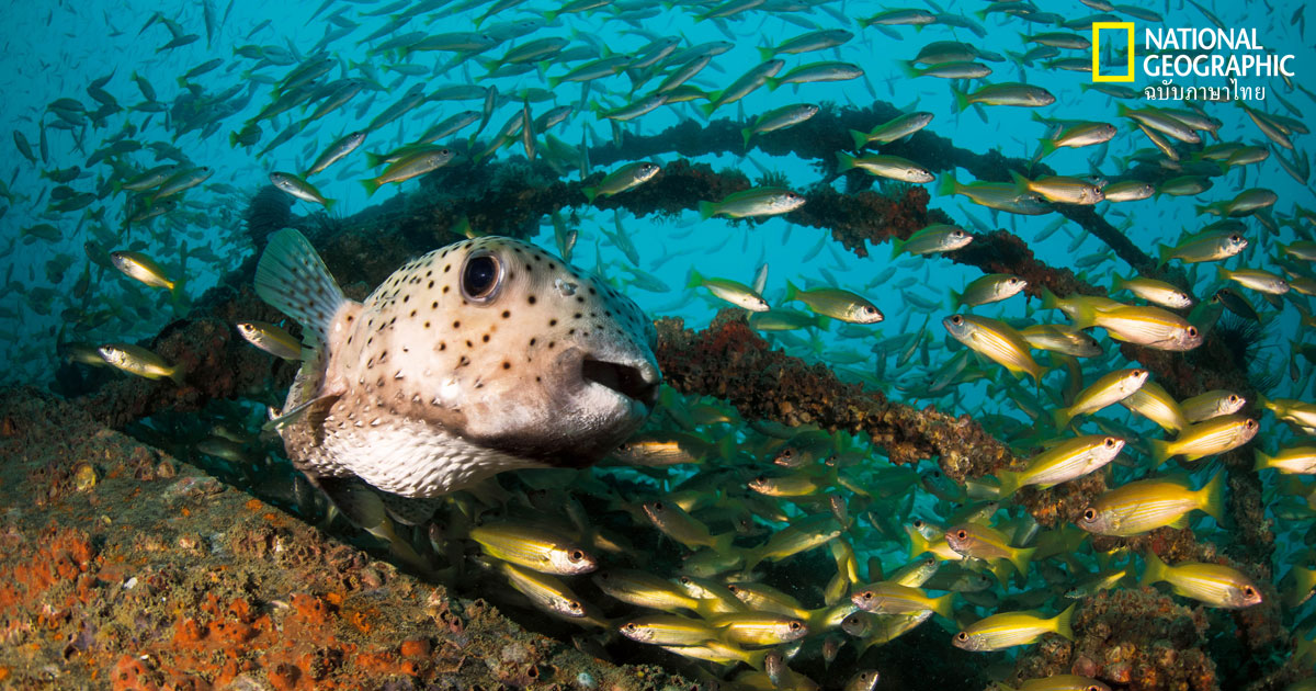 พื้นที่คุ้มครองทางทะเล