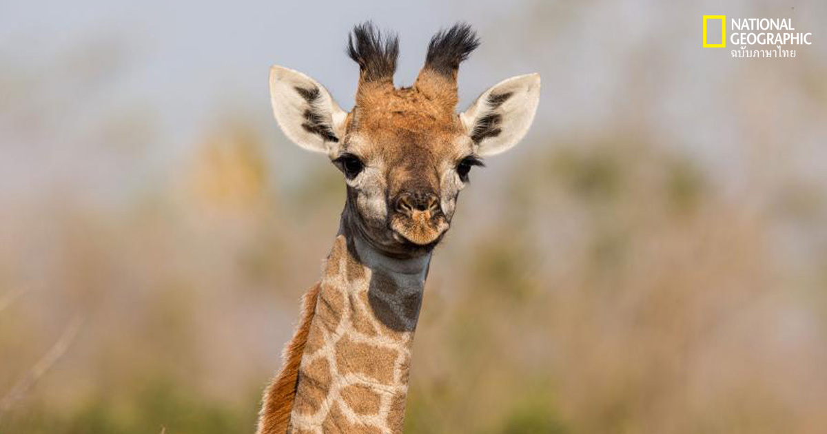 ลูกยีราฟ