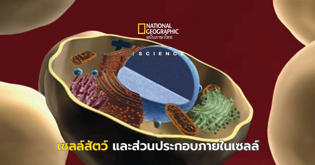 เซลล์สัตว์