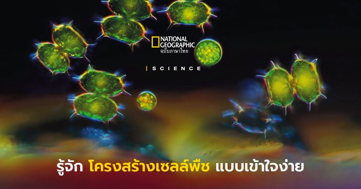 โครงสร้างเซลล์พืช