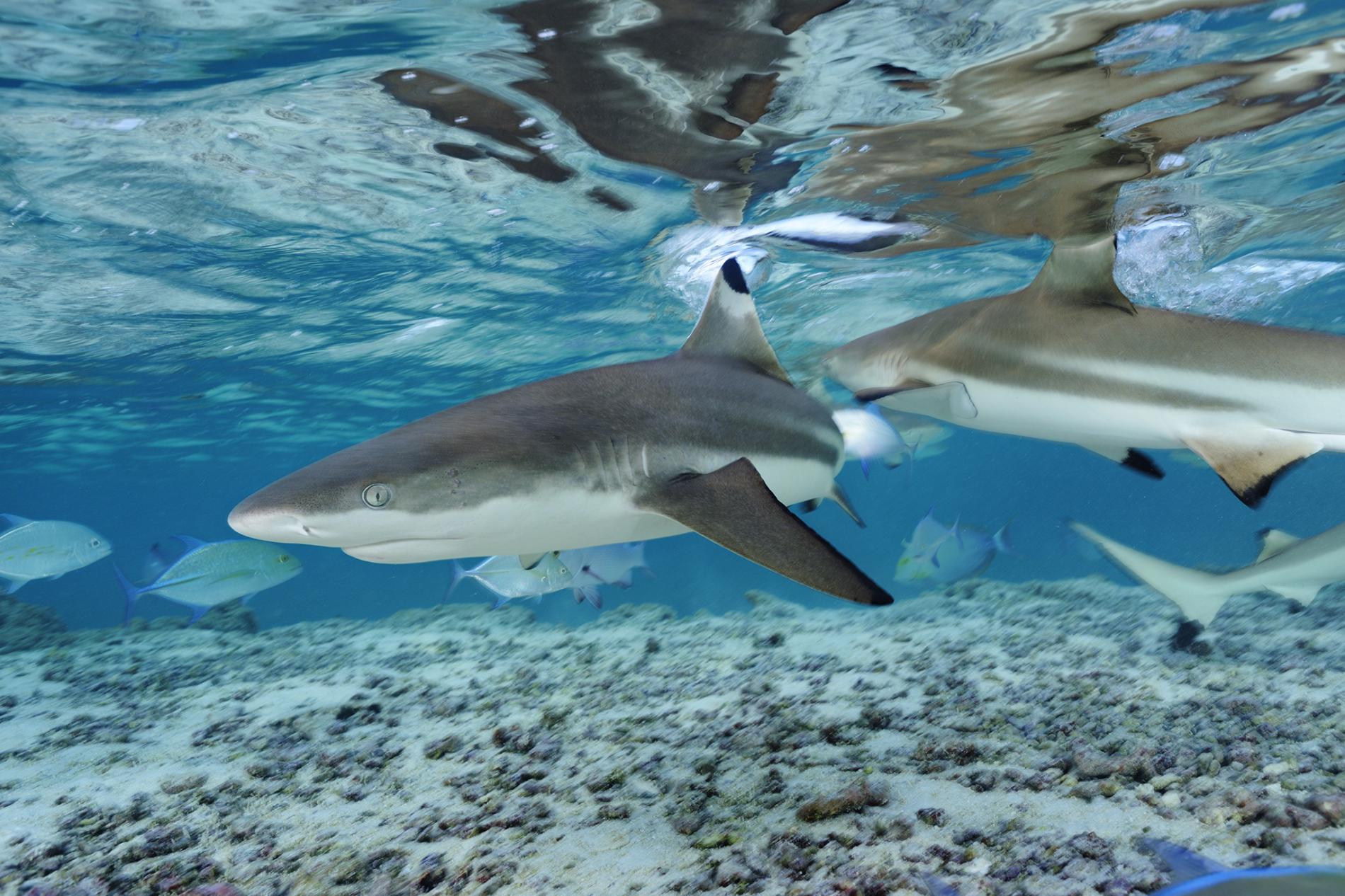 ฉลามหูดำ, ฉลามครีบดำ, ปลาฉลาม, อ่าวมาหยา