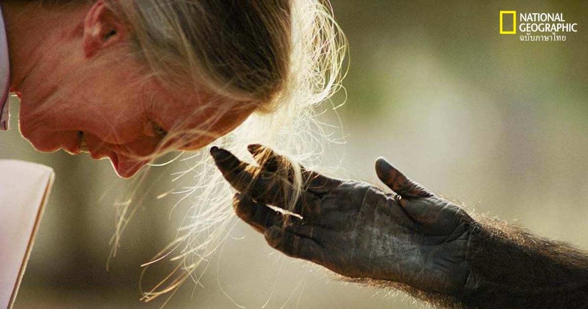 เจน กูดดอลล์ กับภารกิจส่งต่อความหวังสู่คนรุ่นใหม่