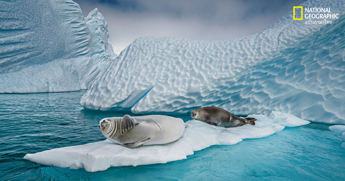 แอนตาร์กติกา