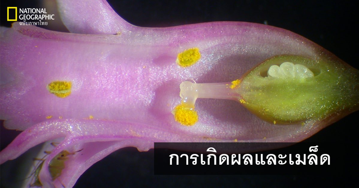 ผลและเมล็ด