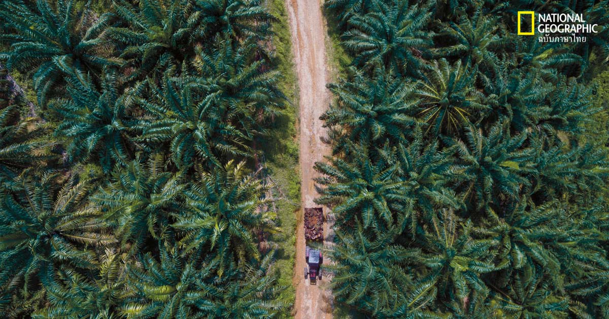 น้ำมันปาล์ม