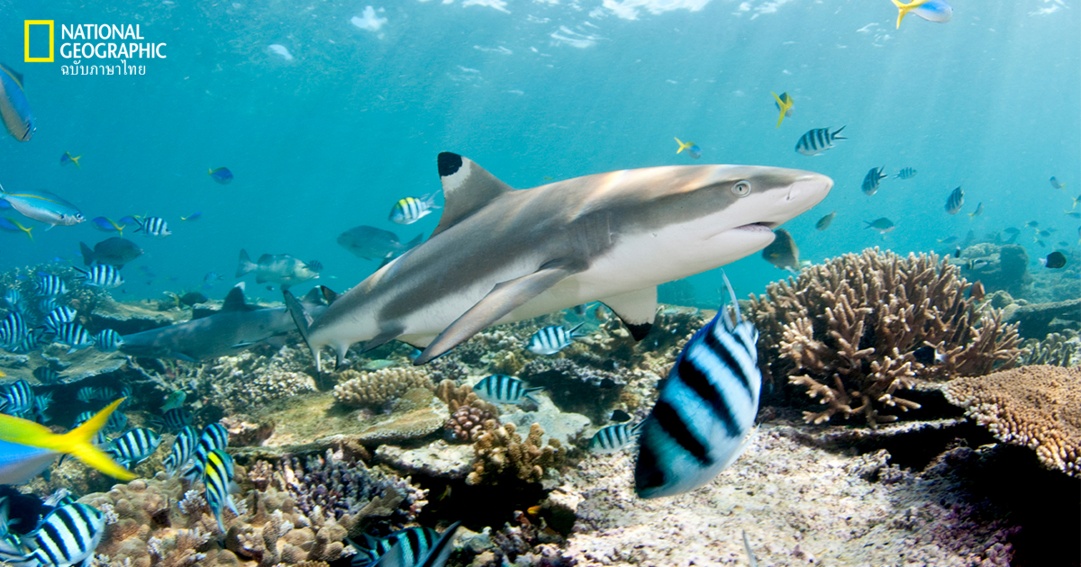 ฉลาม, อ่าวมาหยา