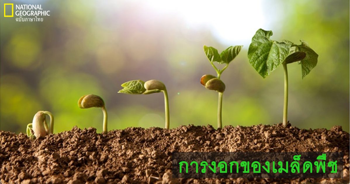 การงอกของเมล็ด, เมล็ดพืช, การเจริญเติบโตของพืช, การสืบพันธุ์ของพืชดอก