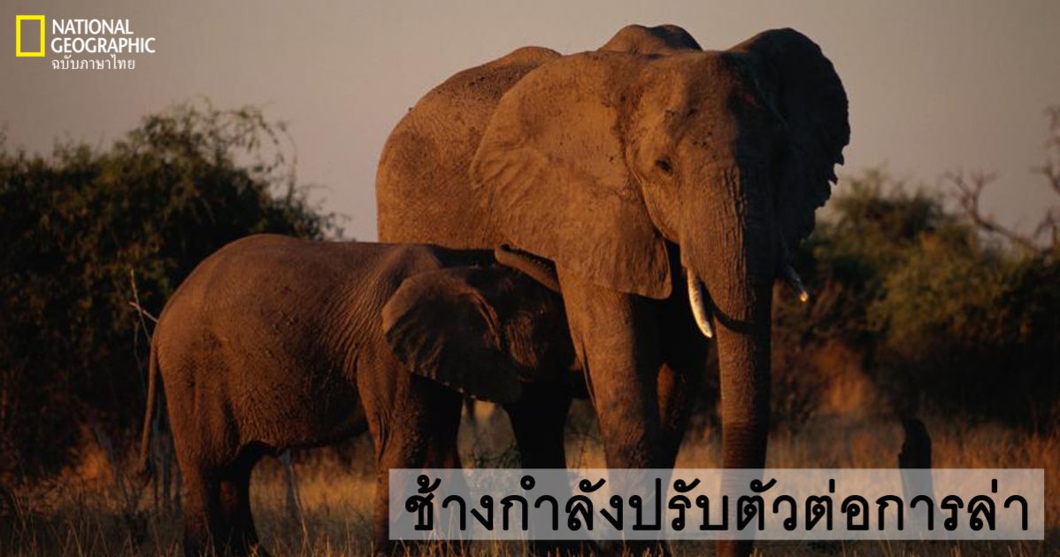 งาช้าง, ช้างแอฟริกา, ช้างเอเชีย, งาช้างไม่งอก, การปรับตัว, การล่า