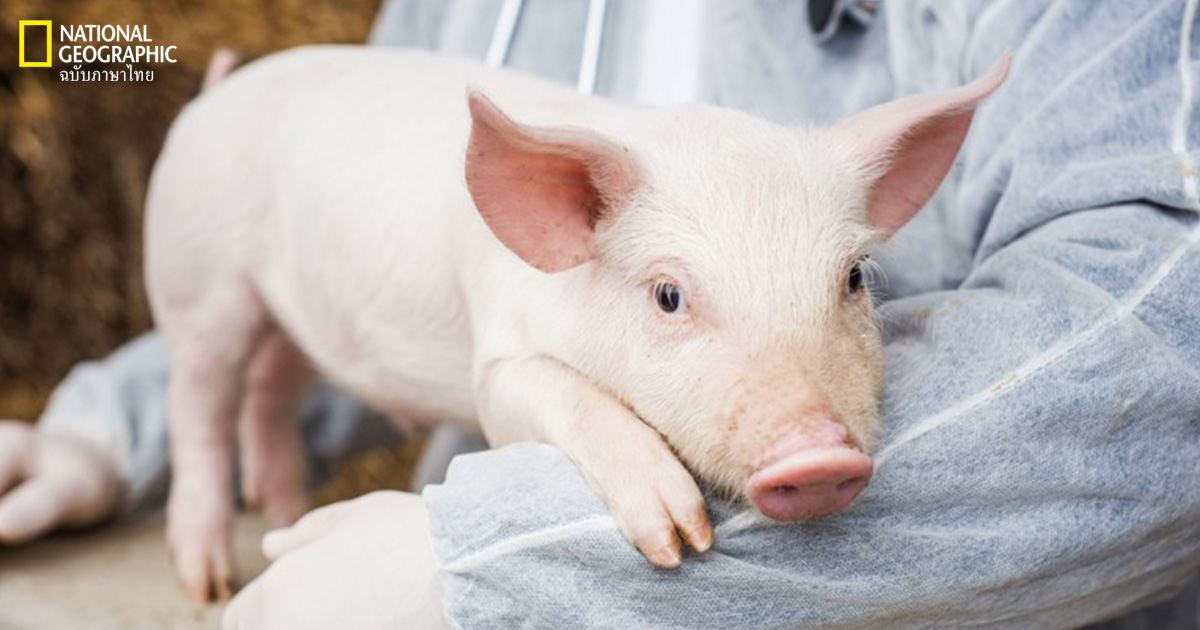 การปลูกถ่ายอวัยวะ, การปลูกถ่ายอวัยวะต่างสปีชีส์, ลิงบาบูน