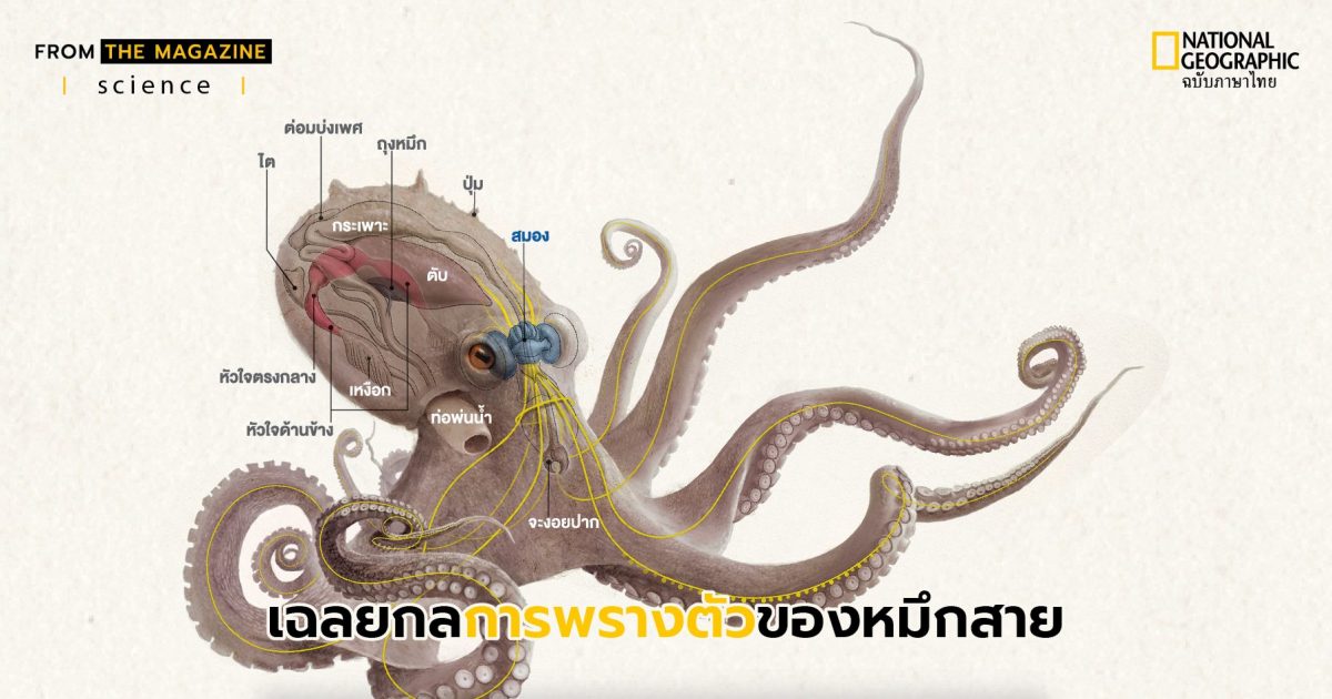 หมึกสาย