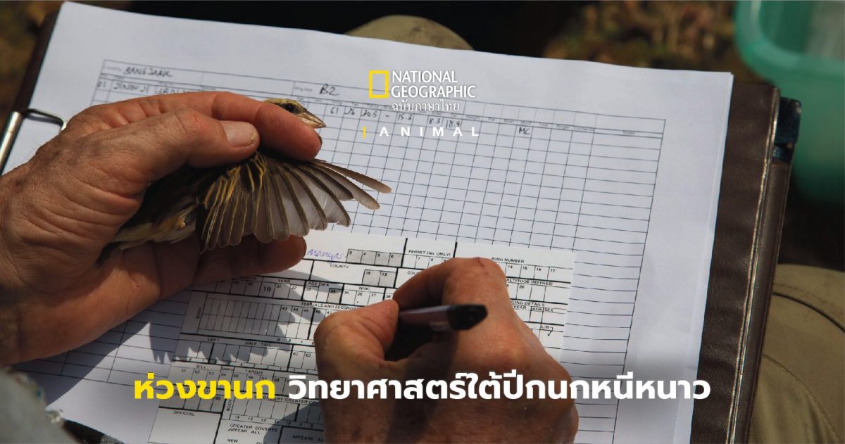 ตามติดชีวิตนกอพยพกับการใส่ห่วงขา ที่อาจบอกได้ถึงความเสี่ยงต่อการสูญพันธุ์