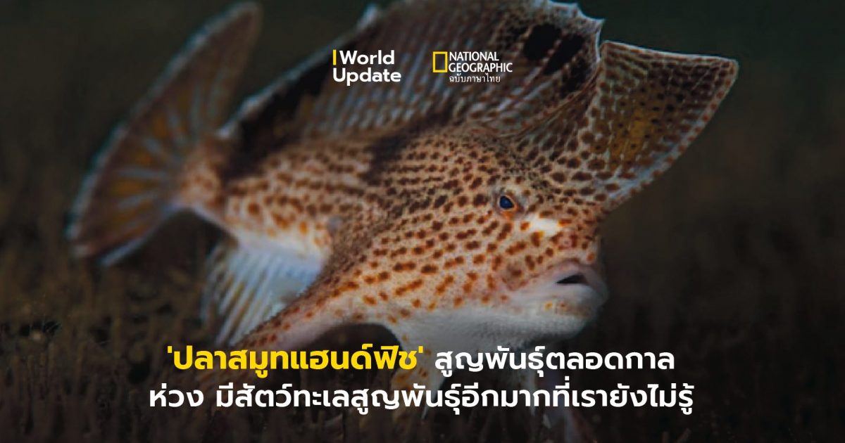 ปลาสมูทแฮนด์ฟิช