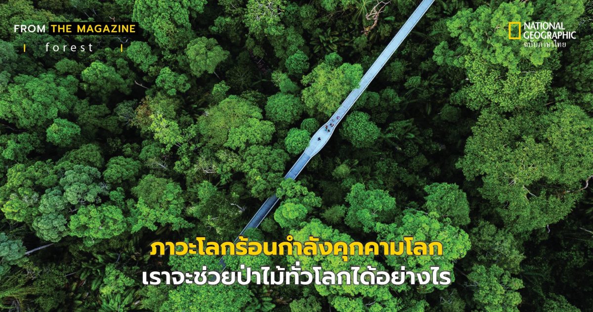 รักษาป่า