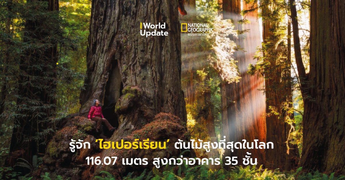 ต้นไม้ที่สูงที่สุดในโลก