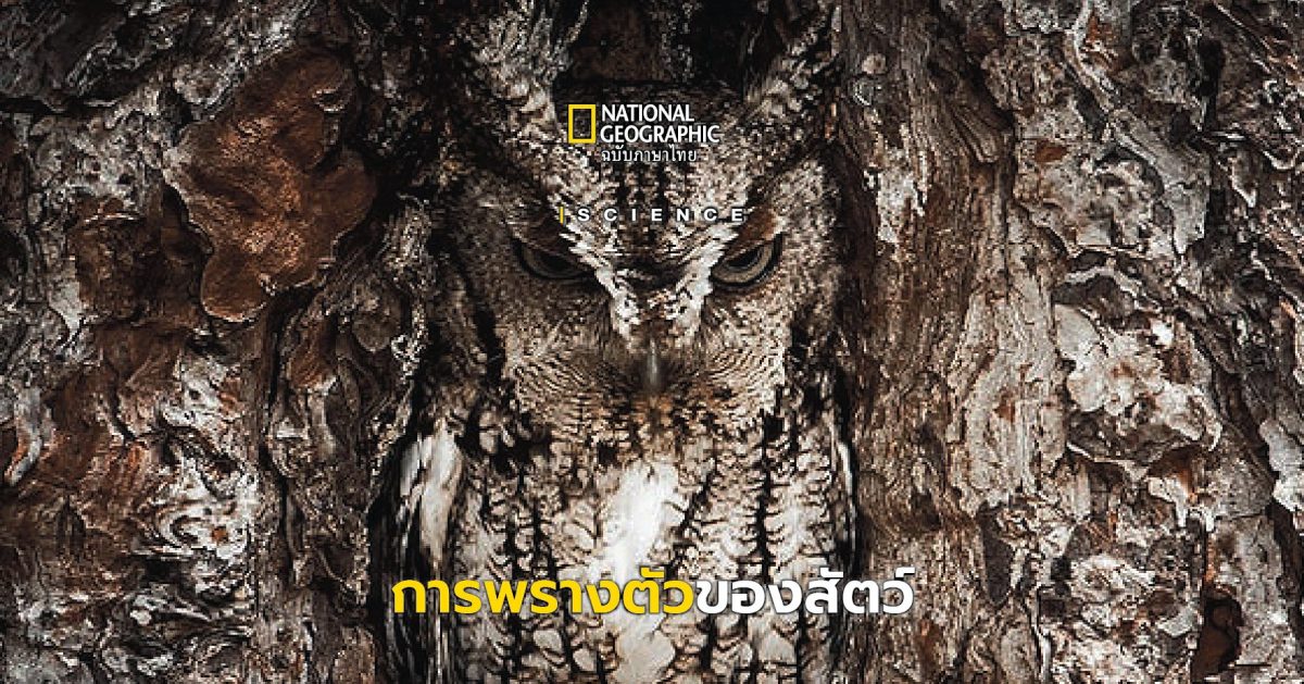 การพรางตัวของสัตว์