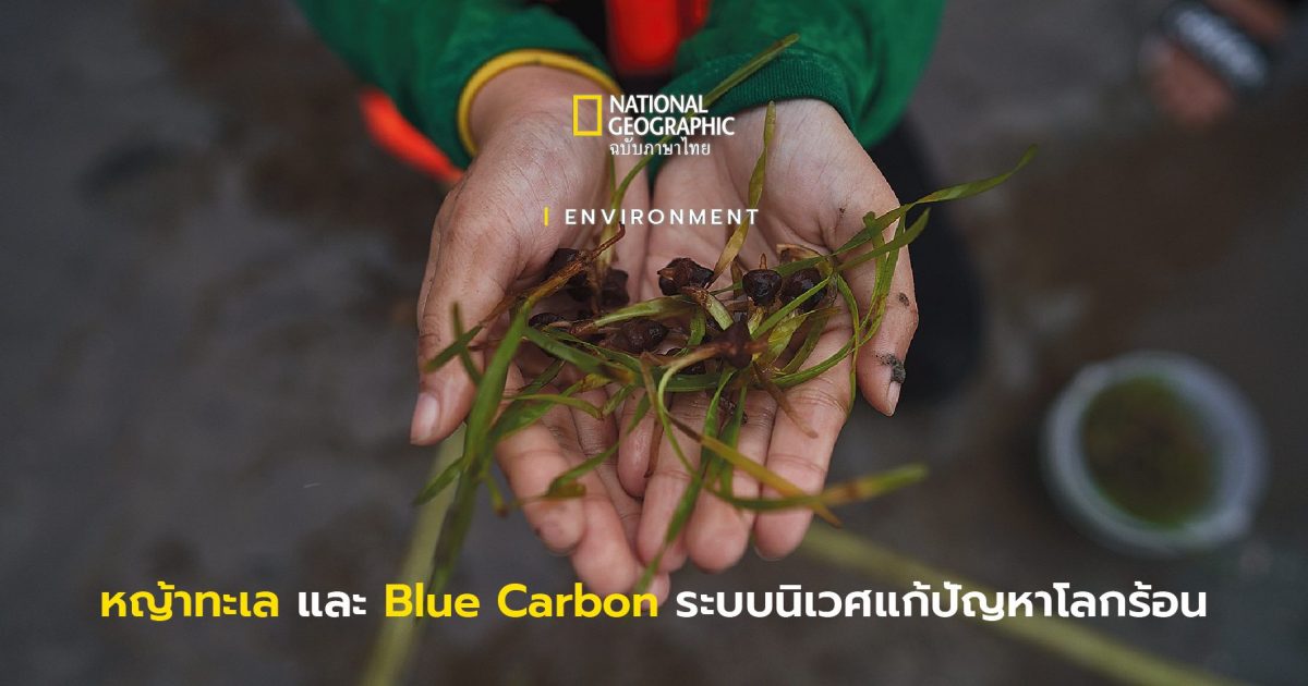 หญ้าทะเล