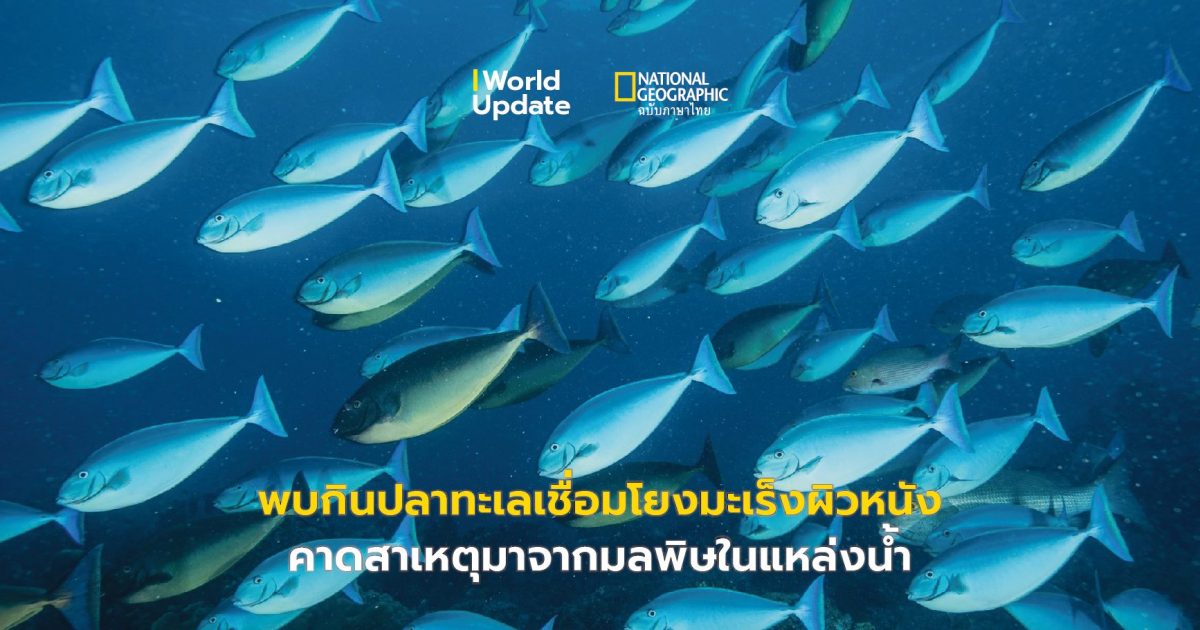 มะเร็งผิวหนัง