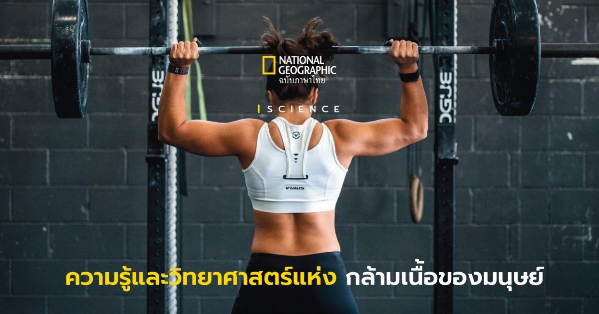 ระบบกล้ามเนื้อ (Muscular System)