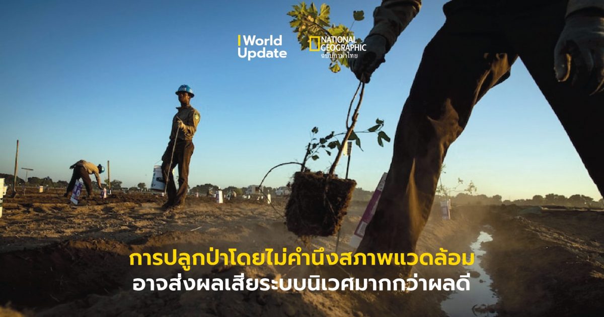 ปลูกป่า