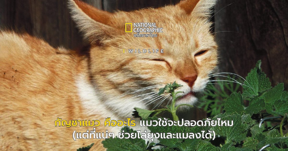 กัญชาแมว