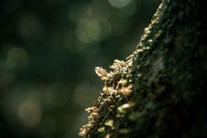 น้ำตกกรุงชิง