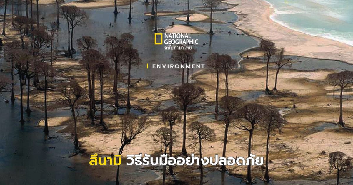 สึนามิ วิธีรับมืออย่างปลอดภัย