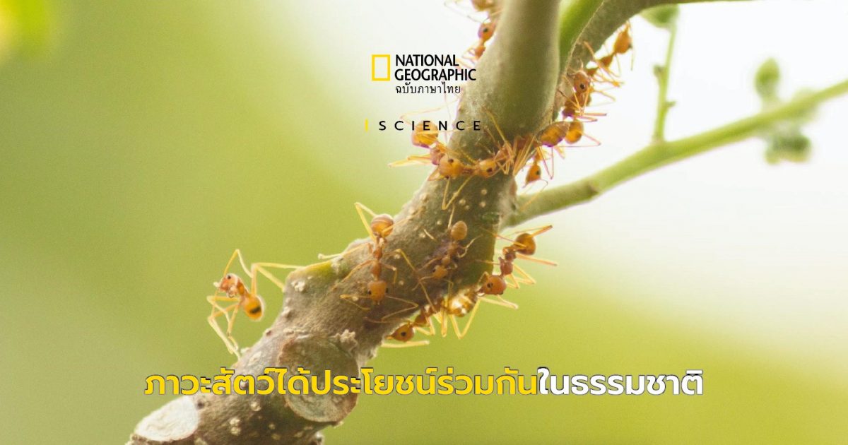 ภาวะได้ประโยชน์ร่วมกัน