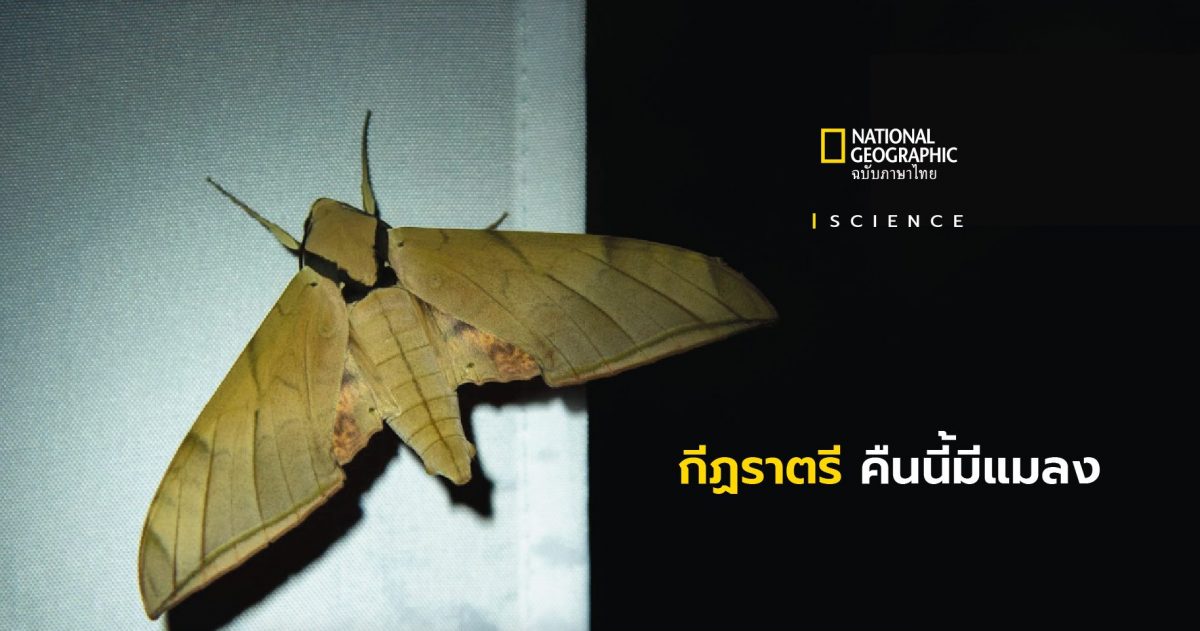 สัปดาห์ผีเสื้อกลางคืน