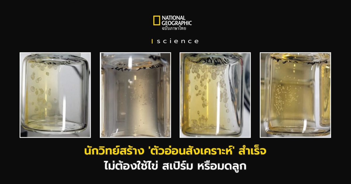 ตัวอ่อนสังเคราะห์