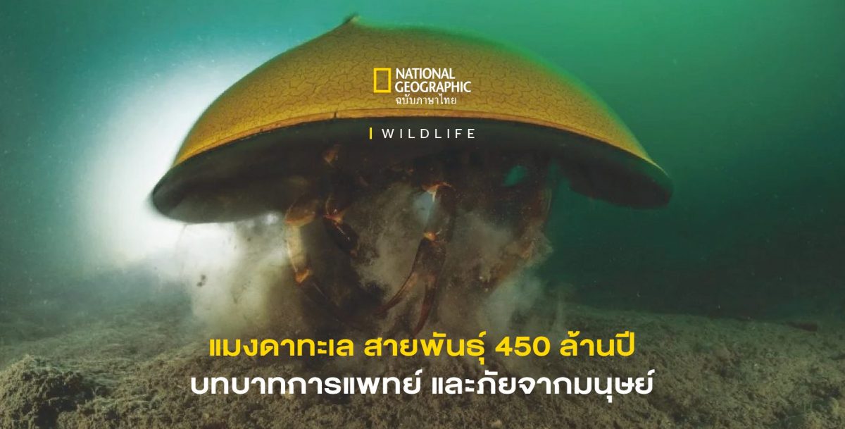 แมงดาทะเล : ใต้กระดองดึกดำบรรพ์ 450 ล้านปี