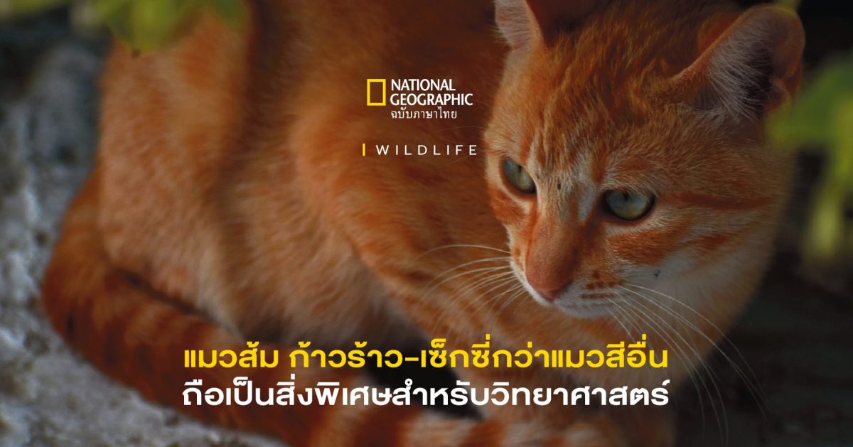“แมวส้ม” สิ่งพิเศษสำหรับวิทยาศาสตร์ พวกมันทั้ง ‘ก้าวร้าว’ และ ‘เซ็กซี่’ กว่าแมวสีอื่น ๆ