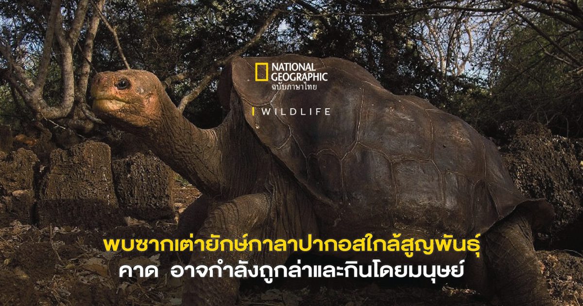พบซากเต่ากาลาปากอสที่ใกล้สูญพันธุ์ เจ้าหน้าที่คาด กำลังถูกล่าและกินโดยมนุษย์