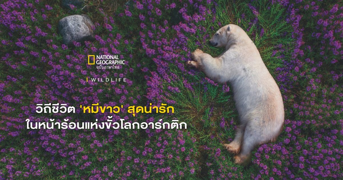 หมีขั้วโลก ในสายลมร้อน แห่งขั้วโลกอาร์กติก