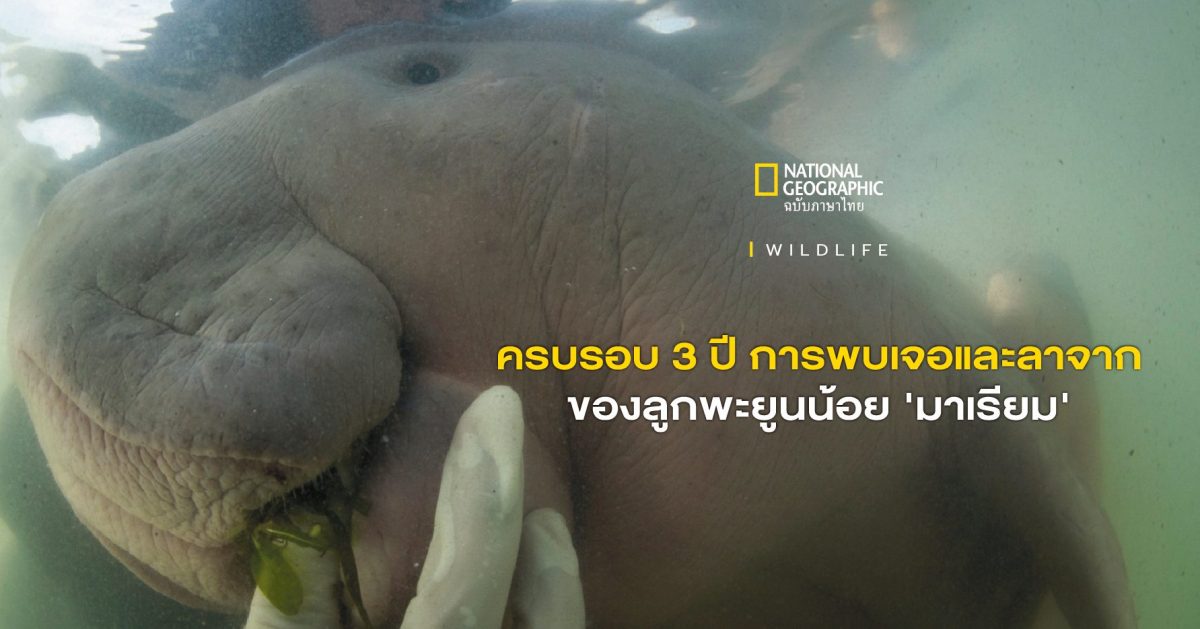 ครบรอบ 3 ปี การพบเจอและลาจากของ ” มาเรียม ” ลูกพะยูนกำพร้าขวัญใจคนไทย