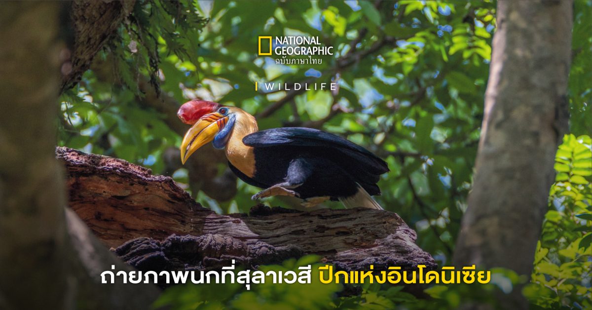 นกหายาก