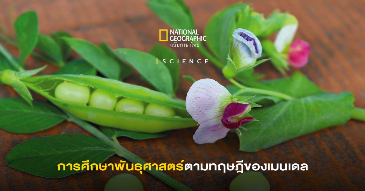 ทฤษฎีพันธุศาสตร์ของเมนเดล